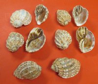 Wholesale Harpa Davidus, David Harp Shells 3 inch to 4 inch - 10 pcs @ $.80 each; 100 pcs @ $.70 each 