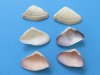 Wholesale Purple and White Donax Clam shells in bulk bags 1" to 1-1/2"<font color=red> Sale</font> $5.00 per Gallon
