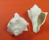Wholesale White Hemifusus Pugilina shells, White Vole Shells 4 to 5 inches - Packed: 1 kilo bag @ $8.50 a kilo 