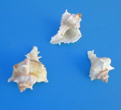 Murex Virgineus shells, chicoreus virgineus  2" to 2.5" -  50 @ $.15 each; 300 @ $.13 each 