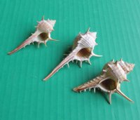 Wholesale Murex Ternispina shells 3" to 3-3/4" - 50  @ $.12 each; 500 @ $.10 each