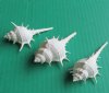 Wholesale White Murex Ternispina shells for shell crafts, measuring approximately 2" to 2-3/4" - Packed: 100 pcs @ $.10 each; Packed: 500 pcs @ $.08 each 
