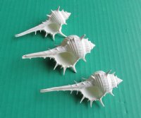 Wholesale White Murex Ternispina shells  2" to 2-3/4" - 100 @ $.10 each;  500 @ $.08 each 