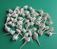 Wholesale White Murex Ternispina shells  2" to 2-3/4" - 100 @ $.10 each;  500 @ $.08 each 