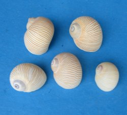 Natica Linneata shells 1/4 to 1 inch - $6.50/kilo (Min: 2 kilots)