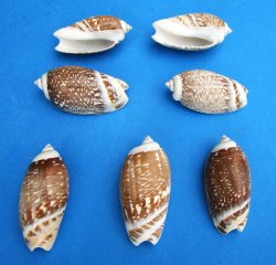 Olive Gibbosa Shells for Crafts 1 to 1-1/2 inches - $6.75/Kilo (Min: 2 Kilos)