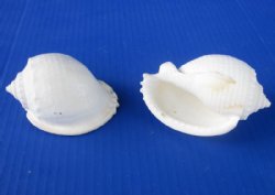 Wholesale White Bonnet Shells, 3 to 4 inches - 10 pcs @ $.70 each; 100 pcs @ $.63 each