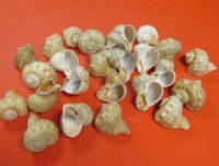 Wholesale Rapana Bulbosa shells - 2-1/2 inched to 3 inches - 25 pcs @ $.35 each