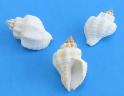 Tranquebar Goblet Shells 1-1/4" to 1-1/2", Cantharus Tranquebaricus - 100 pcs @ $.15 each; 500 pcs @ $.13 each