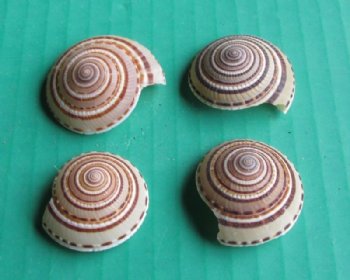 Wholesale sundial shells 1 to 1-1/2 inches - 100 pcs @ $.25 each; 500 pcs @ $.22 each