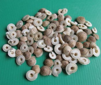Wholesale sundial shells 1 to 1-1/2 inches - 100 pcs @ $.25 each; 500 pcs @ $.22 each