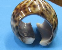 Carved Flower Tiger Cowry Napkin Rings Wholesale - <font color=red>*CLOSEOUT SALE* </font> 12 pcs @ $.40 each; 96 pcs @ $.35 each  