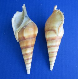 Tibia Curta Seashells 3 to 5 inches - 25 pcs @ $.35 each; 200 pcs @ $.30 each