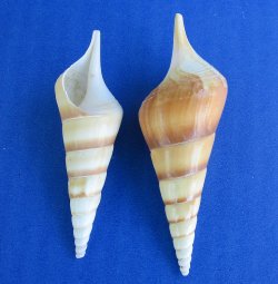 Tibia Curta Seashells 2.5 to 3 inches - 50 pcs @ $.18 each