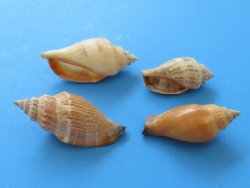 wholesale brown chulla strombus conch shells 1"-2-1/2" - 1 Gallon @ $4.50 a gallon; 10 gallons or More @ $4.00 a gallon