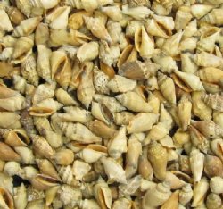 Wholesale brown chulla strombus conch shells 1"-1-1/2" - 10 kilos @ $1.50 kilo (Min 2 cases) 
