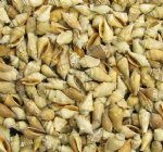 Wholesale brown chulla strombus conch shells 1"-1-1/2" - Case of 10 kilos @ $1.50 kilo (Minimum 2 cases) 