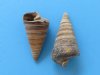 Case of Telescopium auger shells wholesale in bulk bags measuring between 1-1/2 inches and 2-1/2 inches - Case of 20 kilos @ $1.50 kilo (44 pounds)