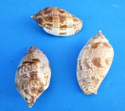 2 to 2-1/2 inch Volute Lapponica Shells - 50 pcs @ $.22 each; 300 pcs @ $.20 each