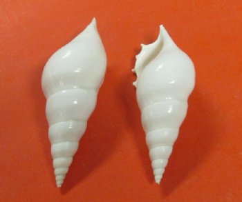 White Tibia Delicatula Conch Shells Wholesale 3 inches to 4 inches - 25 pcs @ $.40 each; 200 pcs @ $.36 each 