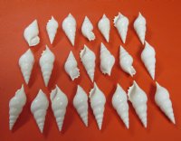 White Tibia Delicatula Conch Shells Wholesale 3 inches to 4 inches - 25 pcs @ $.40 each; 200 pcs @ $.36 each 