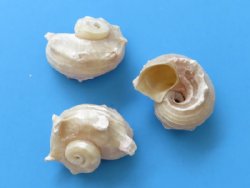 Wholesale pearl delphinula shells -  1-1/4 inch to 2 inch - 100 pc @ $.20 each; 500 pcs @ $.18 each 