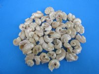 Wholesale pearl delphinula shells -  1-1/4 inch to 2 inch - 100 pc @ $.20 each; 500 pcs @ $.18 each 