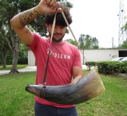 Buy this 19 inch Polished Buffalo blowing horn with leather strap for $25