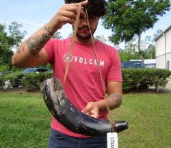 Buy this 17 inch Polished Buffalo blowing horn with leather strap for $20