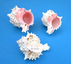 Pink mouth murex shells, with slight shine 3 to 4 inches - 10 pcs @ $1.10 each; 80 pcs @ $.99 each