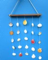 Wholesale Natural Pecten and Clam Shells on Wood Hanging Wall Decor 25 inches inches long - Packed 6 @ $3.40 each; Pack of 24 @ $3.00 each