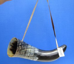 Buy this 23 inch Polished Buffalo blowing horn with leather strap for $30