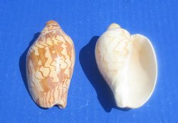 Wholesale Cymbiola Noblis, Noble Volute 3 inches to 4 inches - 10 pcs @ $.50 each; 100 pcs @ $.45 each