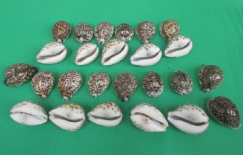 2-3/4" to 3" Wholesale Polished Tiger Cowrie Shells from India - 250 pcs @ $.36 each