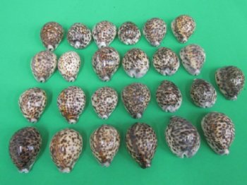 2-1/2" to 2-3/4" Wholesale Polished Tiger Cowrie Shells from India - 25 pcs @ $.32 each