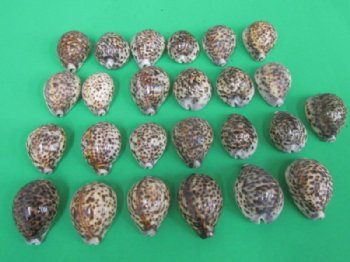 2-3/4" to 3" Wholesale Polished Tiger Cowrie Shells from India - 10 pcs @ $.45 each