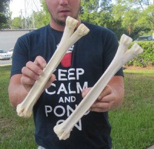 Camel Bone, Camel Bones