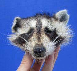 Preserved Raccoon Head