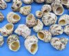 1-1/4" to 2-1/2" inches Goldmouth Turbo Shells, medium turban shells for hermit crabs - Sold in 2 kilos bags @ $2.50/kilo ($5.00/bag) (Min:2 bags)
