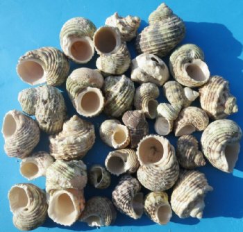 Silvermouth Turbo Shells Wholesale, turban 1-1/4" to 2-1/2 inches - Case of 20 kilos @ $3.00 kilo