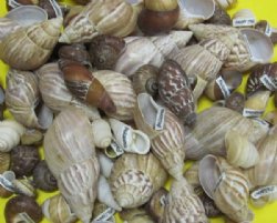 Small/Medium Hermit Crab Shells 1
