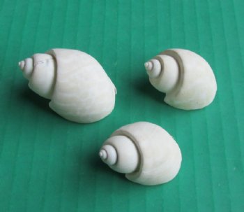 Wholesale white babylonia spirata seashells 1 inches to 1-3/4 inches -  20 kilo @ $3.50/kilo 