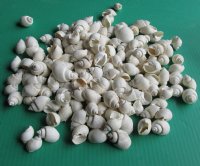 Wholesale white babylonia spirata seashells 1 inches to 1-3/4 inches -  20 kilo @ $3.50/kilo 