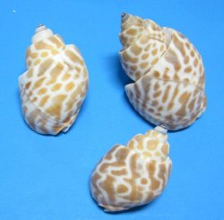 Babylonia Spirata Hermit Crab Shells 1-1/2" to 2" - Case 18 kilos @ $3.75/kilo
