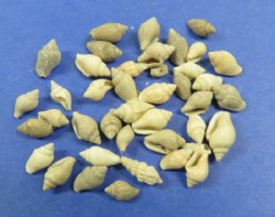 Under 1/2 inch Wholesale tiny off white and brown nassarius shells, - Minimum 2: Box of 20 kilos (44 pounds) @ $1.00 kilo 