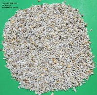 Under 1/2 inch Wholesale tiny off white and brown nassarius shells, - Minimum 2: Box of 20 kilos (44 pounds) @ $1.00 kilo 