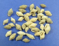 Wholesale tiny nassarius shells in a bulk bag, Under 1/2 inch Sale $3.00 a Gallon