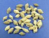 Wholesale tiny nassarius shells in a bulk bag, Under 1/2 inch Sale $3.00 a Gallon