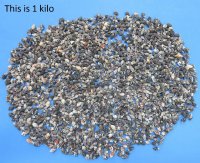 Wholesale tiny dove shells (nassa columbella), tiny black and white shells for crafts - 1/2" to 3/4" - Case of 20 kilos @ $4.25 kilo