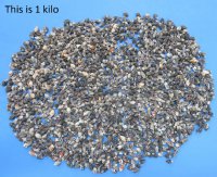 Wholesale tiny dove shells (nassa columbella)1/2" to 3/4" - 2 kilos per bag @ $10.00/bag